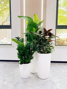 余姚盆景出租专业，为您打造独特景观氛围